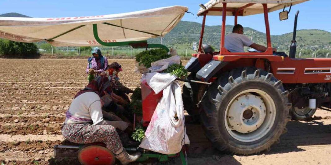 Sabah erkenden tarlanın yolunu tutuyorlar! Tohumla toprağı buluşturuyorlar 5